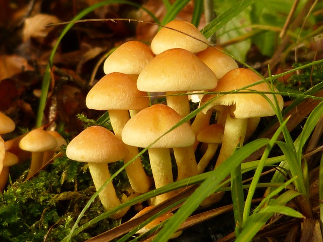 Benefits and Uses of Mushrooms for Skin, Hair and Health - Stylish Walks