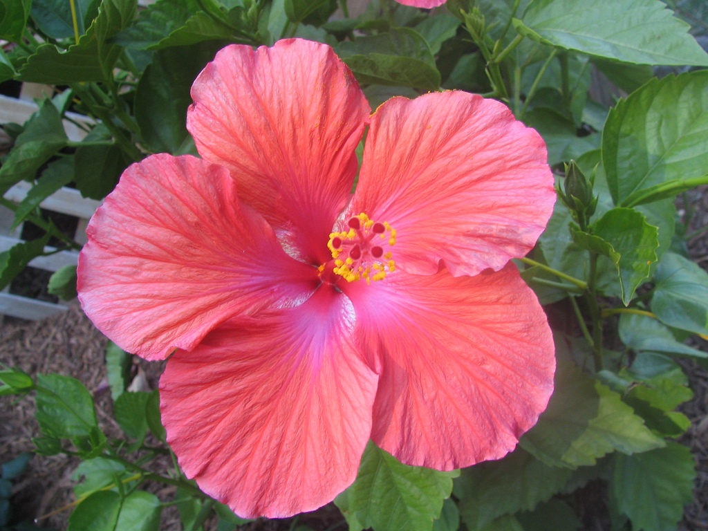 Hibiscus Flower controls hairfall in winter
