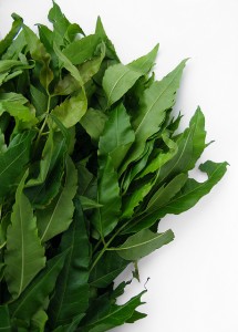 Neem Leaves to control hairfall in winter