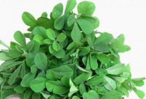 fresh-fenugreek-leaves