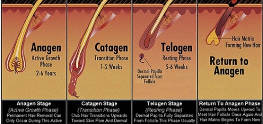hair-growth-cycle