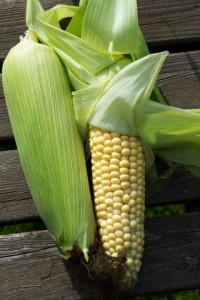 corn rich in starch