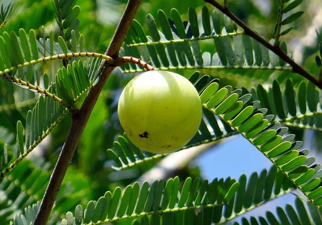 indian gooseberry or amla