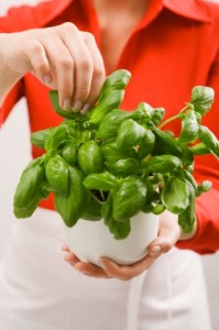 Basil Leaves for health