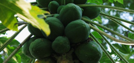 Papaya Leaf Juice benefits