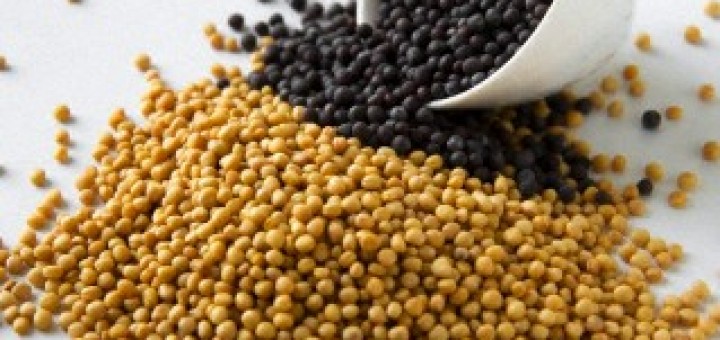 Mustard Seeds for health