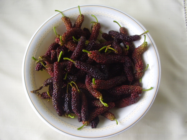 Mulberries Benefits and uses