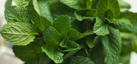 Peppermint Leaves Benefits Uses