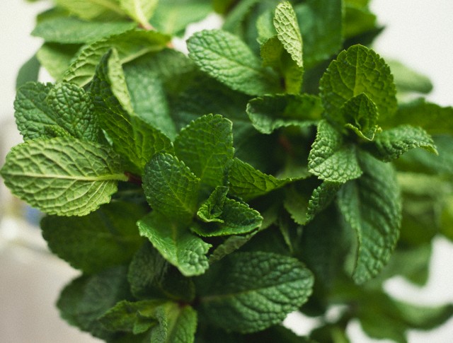 Peppermint Leaves Benefits Uses