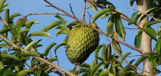 Soursop Leaves benefits uses