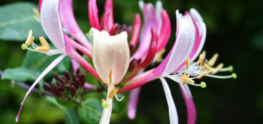 honeysuckle benefits uses