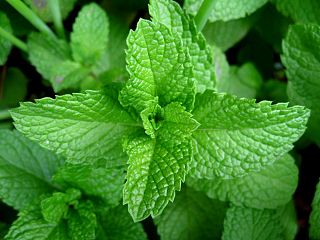 peppermint top benefits uses