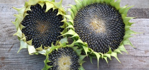 sunflower seeds benefits uses