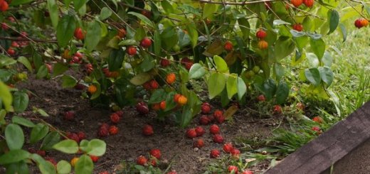 surinam cherry fruit benefits