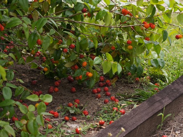 surinam cherry fruit benefits