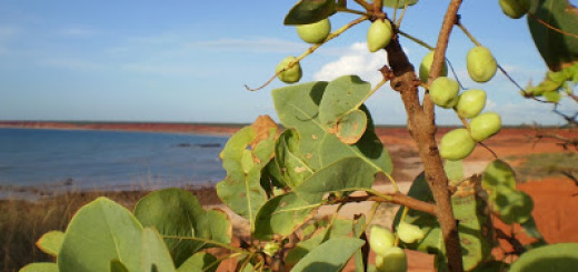 Gubinge or Kakadu Plum benefits
