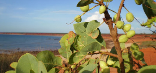 Gubinge or Kakadu Plum benefits