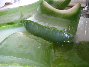 aloe vera juice benefits