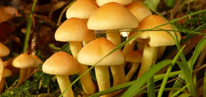 mushrooms skin benefits uses