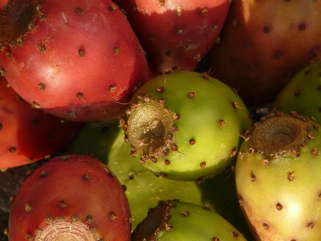 Prickly Pear benefits uses