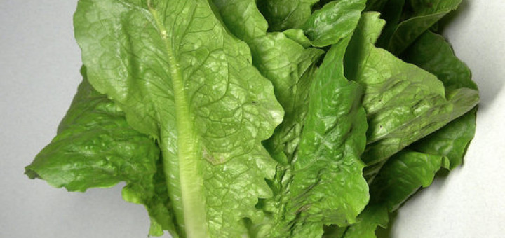 Lettuce Benefits Uses for Skin