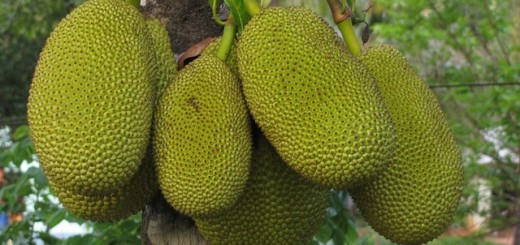 jackfruit benefits uses health