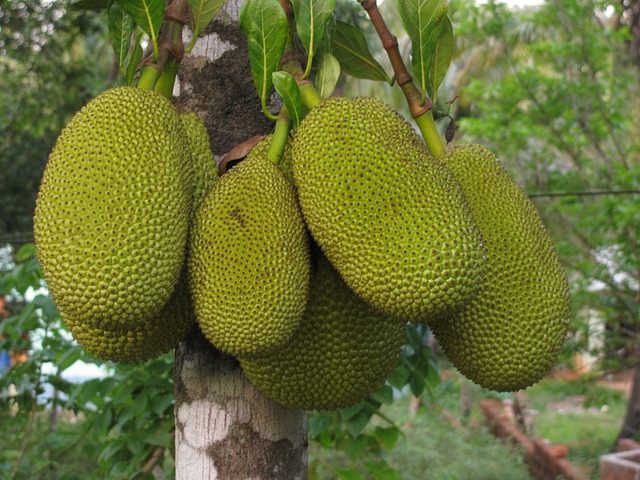 jackfruit benefits uses health