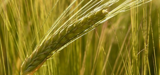 Barley Benefits Uses