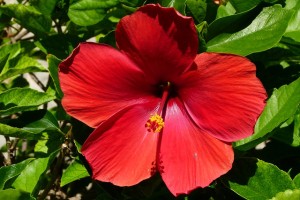 Hibiscus Dandruff Hair Oil