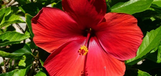 Hibiscus Dandruff Hair Oil