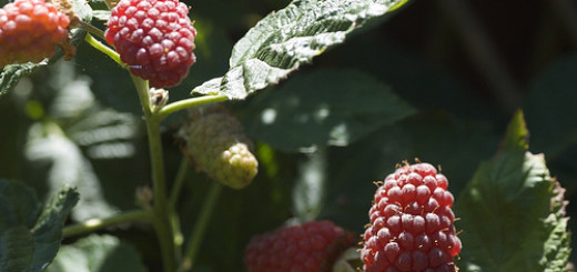 Tayberry Health Nutritional Benefits