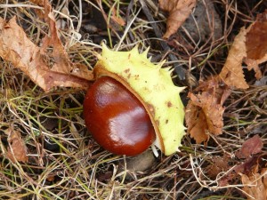 Water Chestnut Benefits Uses