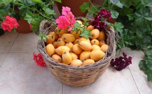 Loquat Fruit Health Benefits