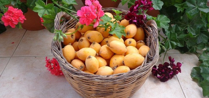 Loquat Fruit Health Benefits