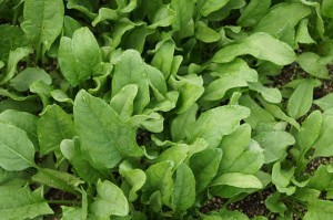 Spinach Benefits and Uses