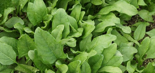 Spinach Benefits and Uses