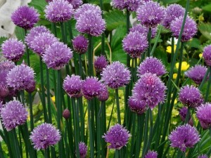 Allium Chives Benefits Uses