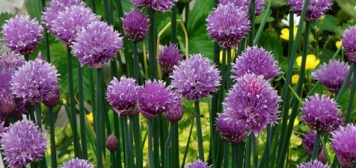 Allium Chives Benefits Uses