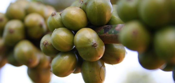 Green Coffee Beans Benefits