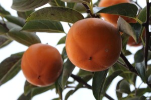 Persimmon Fruit Health Benefits