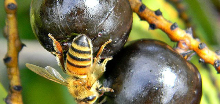 Saw Palmetto Benefits Hair