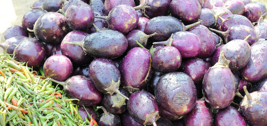 Eggplant Brinjal Benefits Uses