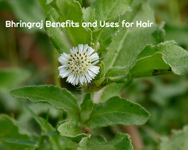 Bhringraj Benefits Uses Hair