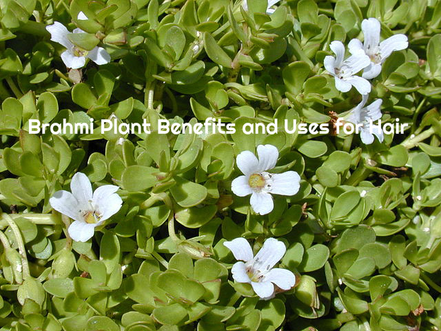Brahmi Plant Benefits Hair