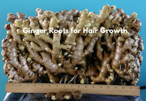 Ginger roots for hair growth