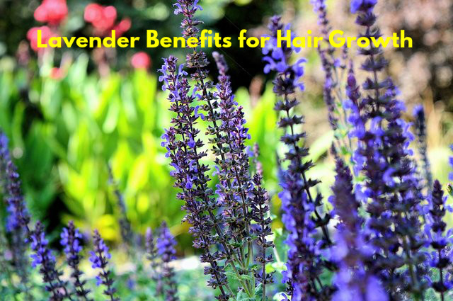 Lavender Benefits for Hair