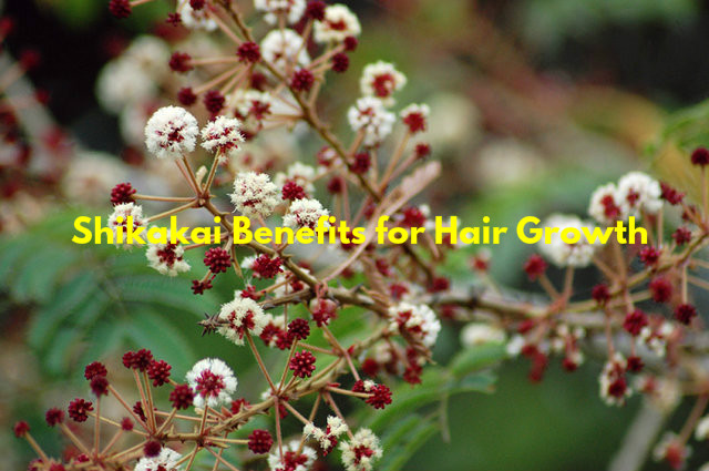 Shikakai Benefits Uses Hair
