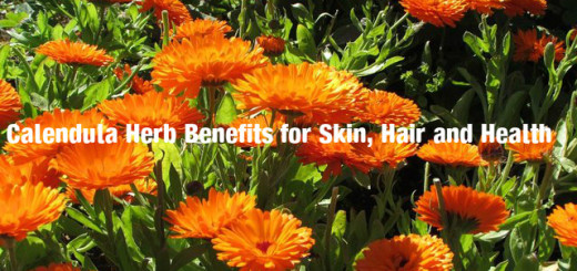 Calendula Herb Benefits Uses