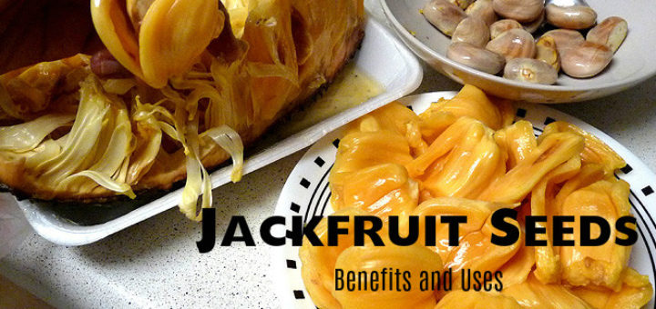 Jackfruit Seeds Benefits Uses