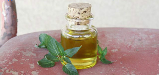 Peppermint Oil Benefits Uses